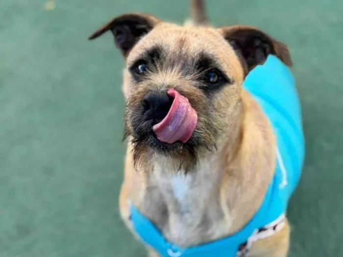 Cachorro ra a SRD-ViraLata idade 1 ano nome Pitoco 