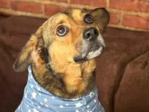 Cachorro raça SRD-ViraLata idade 2 anos nome Tevez