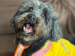 Cachorro raça SRD-ViraLata idade 5 anos nome Dudu