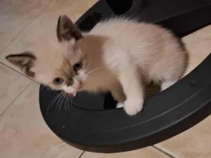 Gato raça Siamês idade 2 a 6 meses nome Nao tem nome 