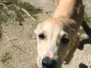 Cachorro raça SRD-ViraLata idade 2 a 6 meses nome Bechamell