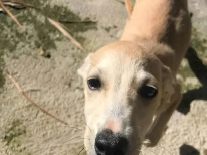 Cachorro raça SRD-ViraLata idade 2 a 6 meses nome Bechamell