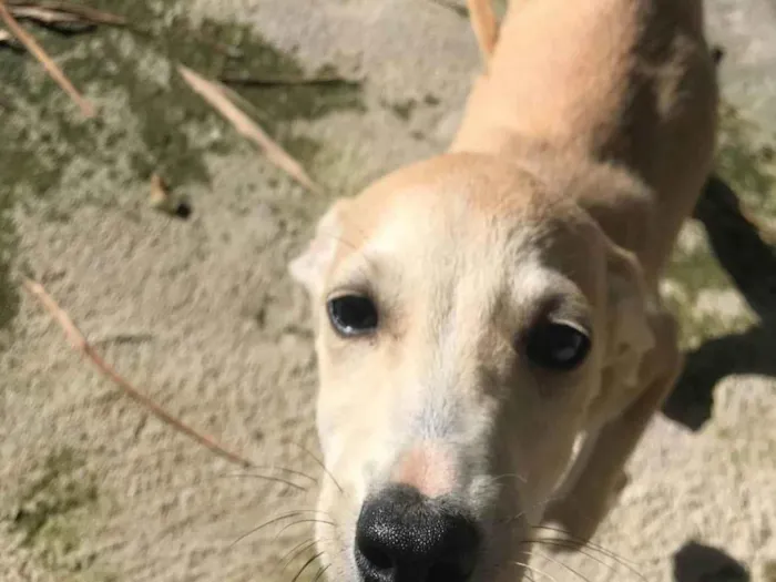 Cachorro ra a SRD-ViraLata idade 2 a 6 meses nome Bechamell
