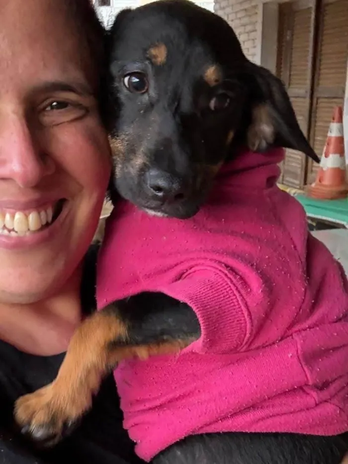 Cachorro ra a SRD-ViraLata idade 2 a 6 meses nome Zoe
