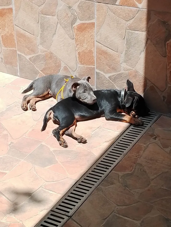 Cachorro ra a SRD-ViraLata idade 2 a 6 meses nome Luke e nina