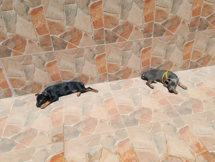 Cachorro ra a SRD-ViraLata idade 2 a 6 meses nome Luke e nina