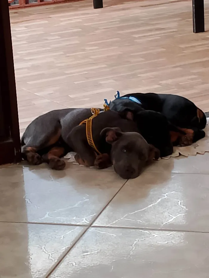 Cachorro ra a SRD-ViraLata idade 2 a 6 meses nome Luke e nina