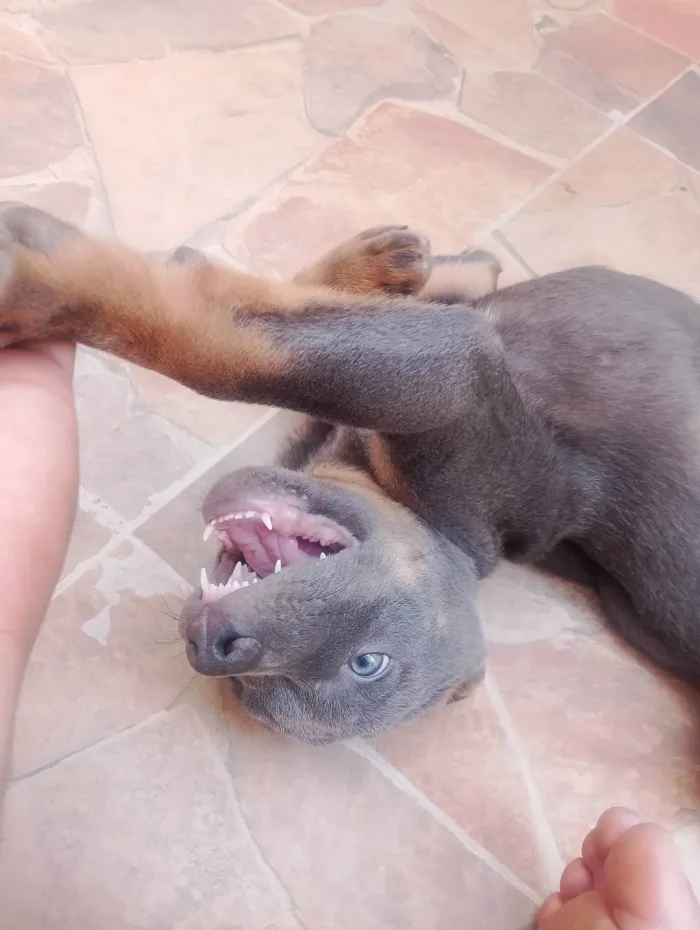 Cachorro ra a SRD-ViraLata idade 2 a 6 meses nome Luke e nina