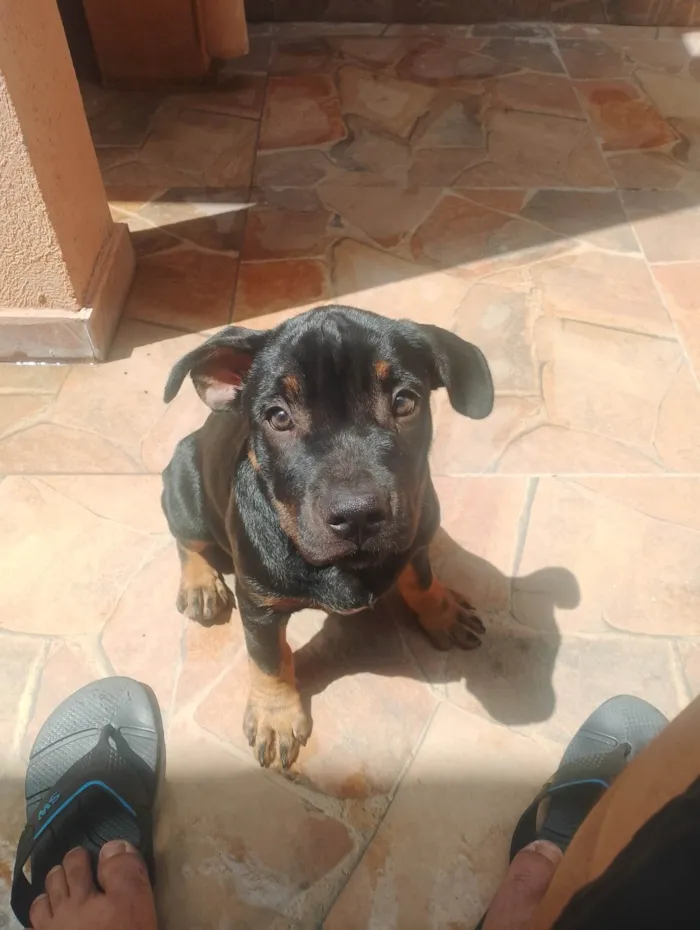 Cachorro ra a SRD-ViraLata idade 2 a 6 meses nome Luke e nina