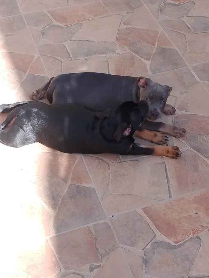 Cachorro ra a SRD-ViraLata idade 2 a 6 meses nome Luke e nina