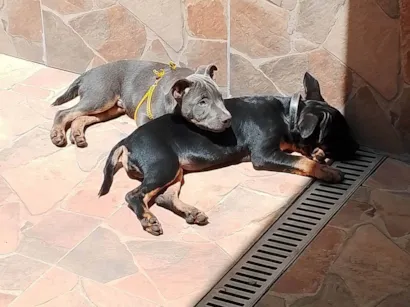 Cachorro raça SRD-ViraLata idade 2 a 6 meses nome Luke e nina
