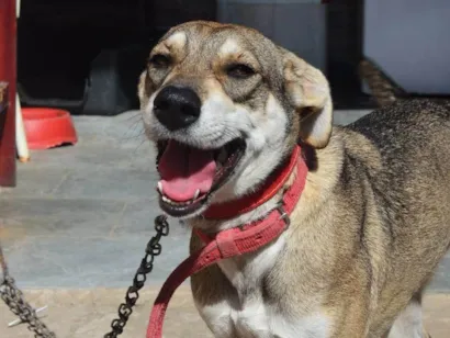 Cachorro raça SRD-ViraLata idade 2 anos nome Nami 