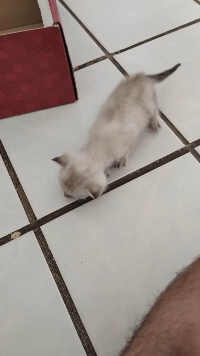 Gato ra a SRD-ViraLata idade Abaixo de 2 meses nome Luna
