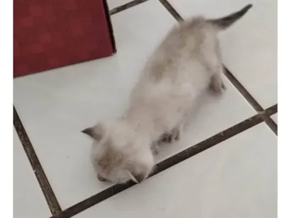 Gato raça SRD-ViraLata idade Abaixo de 2 meses nome Luna