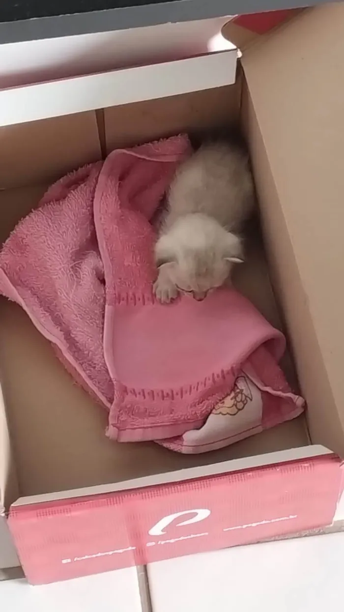 Gato ra a SRD-ViraLata idade Abaixo de 2 meses nome Luna