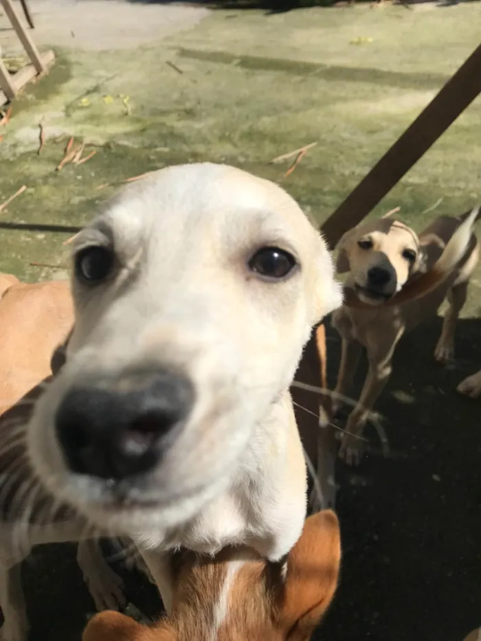 Cachorro ra a SRD-ViraLata idade 7 a 11 meses nome Pink