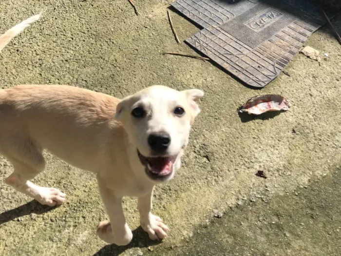 Cachorro ra a SRD-ViraLata idade 7 a 11 meses nome Pink