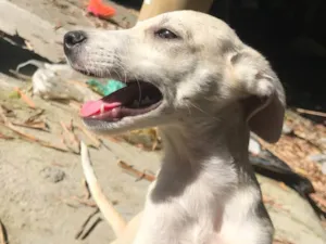 Cachorro raça SRD-ViraLata idade 7 a 11 meses nome Pink