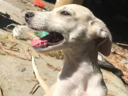 Cachorro raça SRD-ViraLata idade 7 a 11 meses nome Pink
