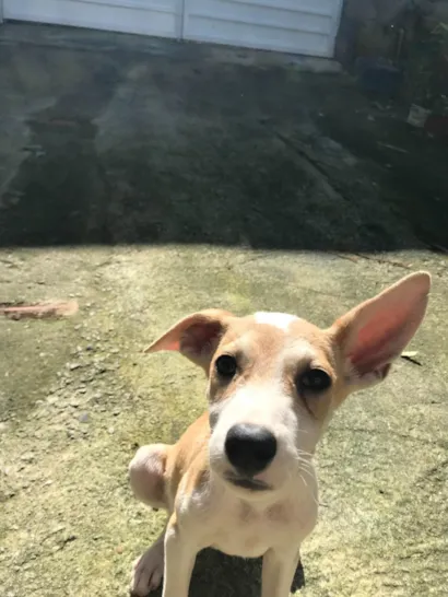 Cachorro raça SRD-ViraLata idade 7 a 11 meses nome Doralice