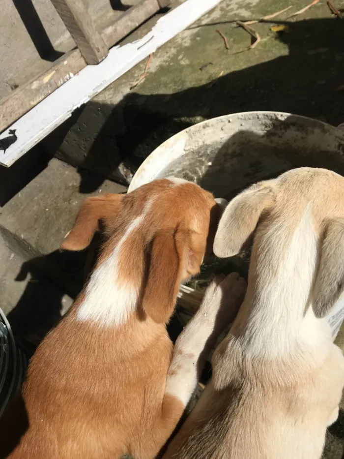 Cachorro ra a SRD-ViraLata idade 7 a 11 meses nome Hector 