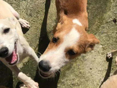 Cachorro raça SRD-ViraLata idade 7 a 11 meses nome Hector 