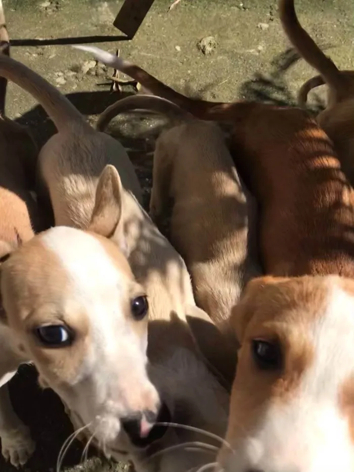 Cachorro ra a SRD-ViraLata idade 7 a 11 meses nome Panda