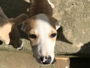 Cachorro raça SRD-ViraLata idade 7 a 11 meses nome Panda