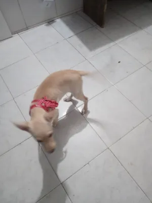 Cachorro raça Labrador idade 2 a 6 meses nome Hinata
