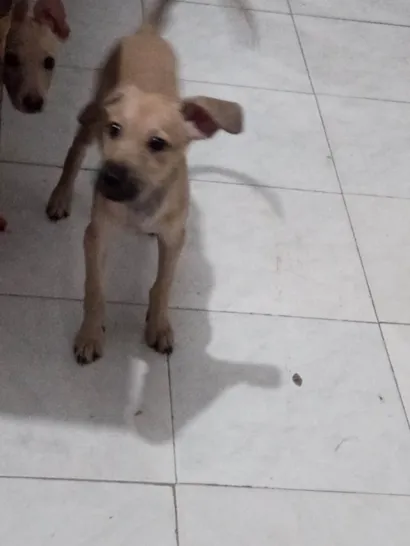 Cachorro raça Labrador idade 2 a 6 meses nome Bela