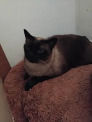 Gato raça Siamês idade 1 ano nome Zaira