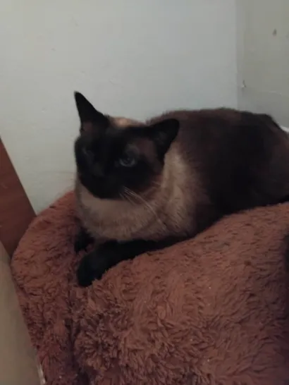 Gato raça Siamês idade 1 ano nome Zaira
