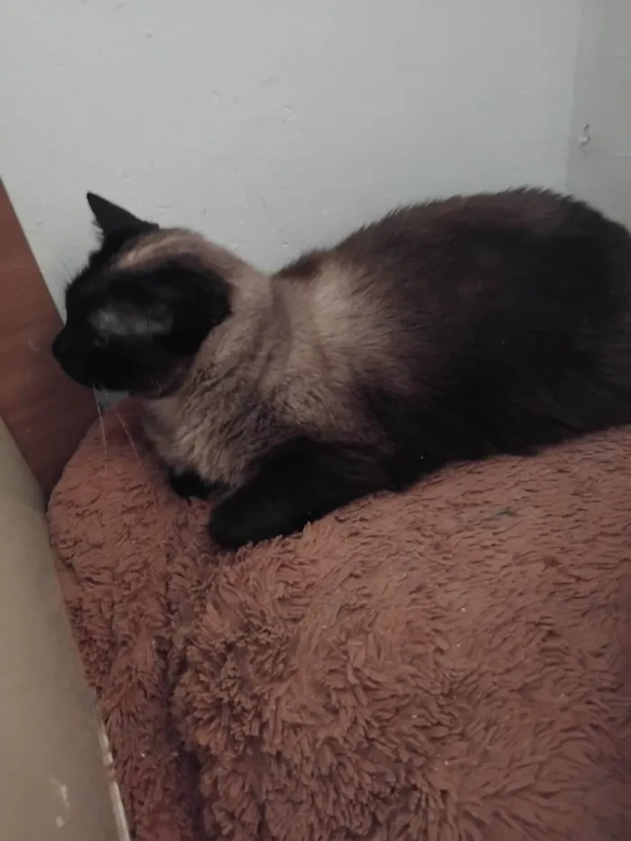 Gato ra a Siamês idade 1 ano nome Zaira