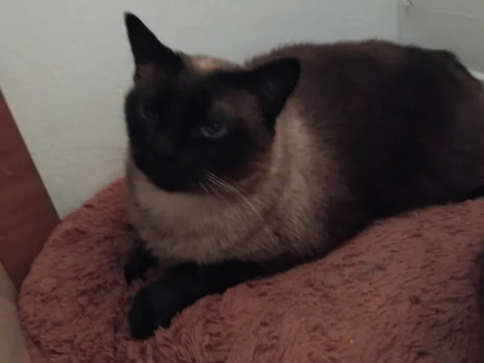 Gato ra a Siamês idade 1 ano nome Zaira