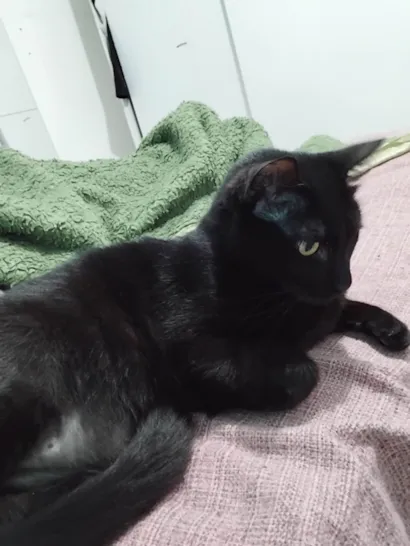 Gato raça SRD-ViraLata idade 2 anos nome Pingo