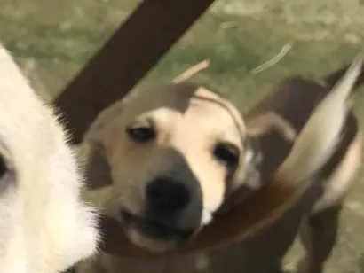 Cachorro raça SRD-ViraLata idade 7 a 11 meses nome Sophie