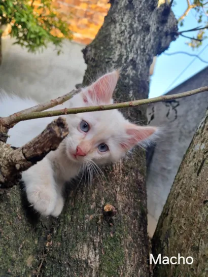 Gato raça SRD-ViraLata idade 2 a 6 meses nome Gatinho 