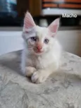 Gatinho 