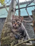 Gatinho 