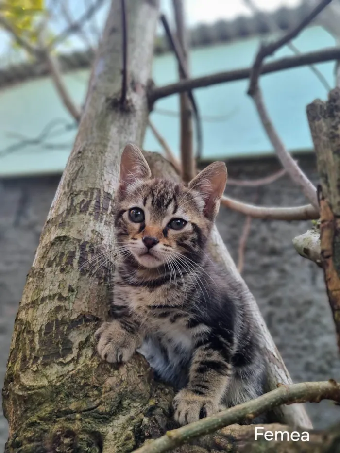 Gato ra a SRD-ViraLata idade 2 a 6 meses nome Gatinho 