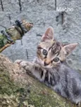 Gatinho 