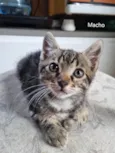 Gatinho 