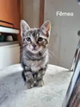 Gatinho 