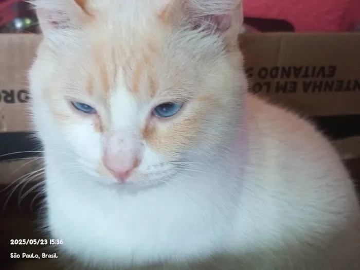 Gato ra a Siamês idade 1 ano nome Bento 