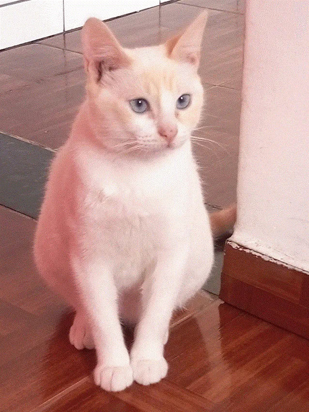 Gato ra a Siamês idade 1 ano nome Bento 