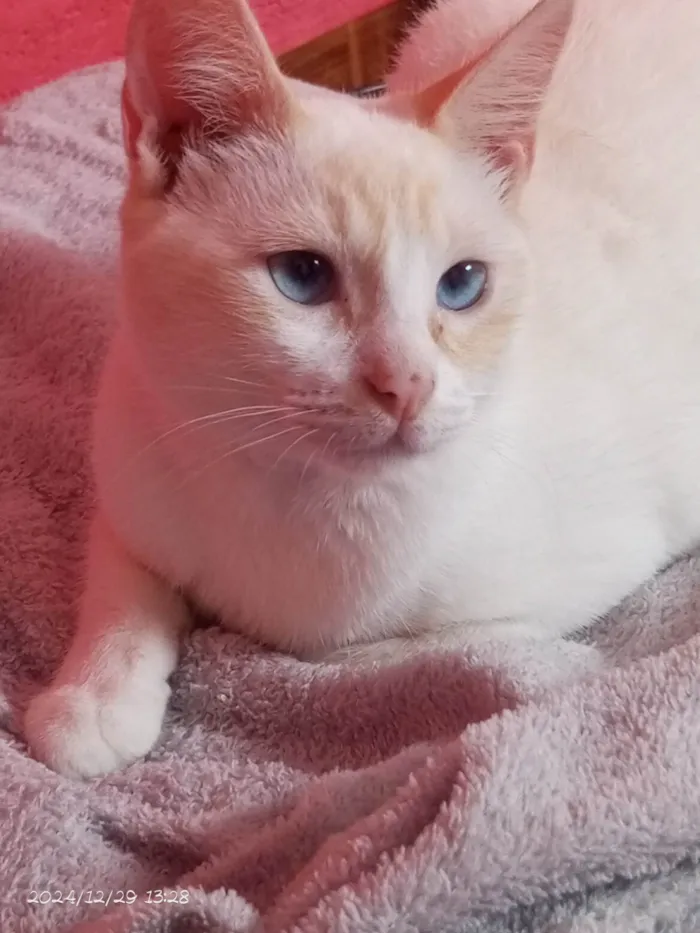 Gato ra a Siamês idade 1 ano nome Bento 
