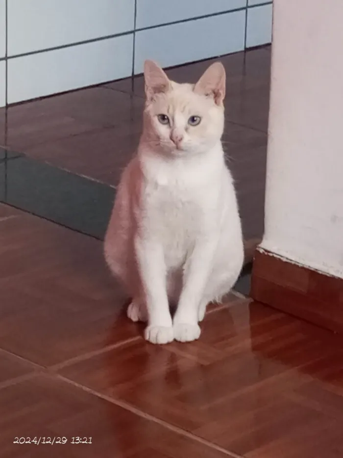 Gato ra a Siamês idade 1 ano nome Bento 