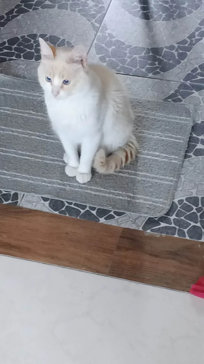 Gato ra a Siamês idade 1 ano nome Bento 