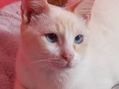 Gato raça Siamês idade 1 ano nome Bento 