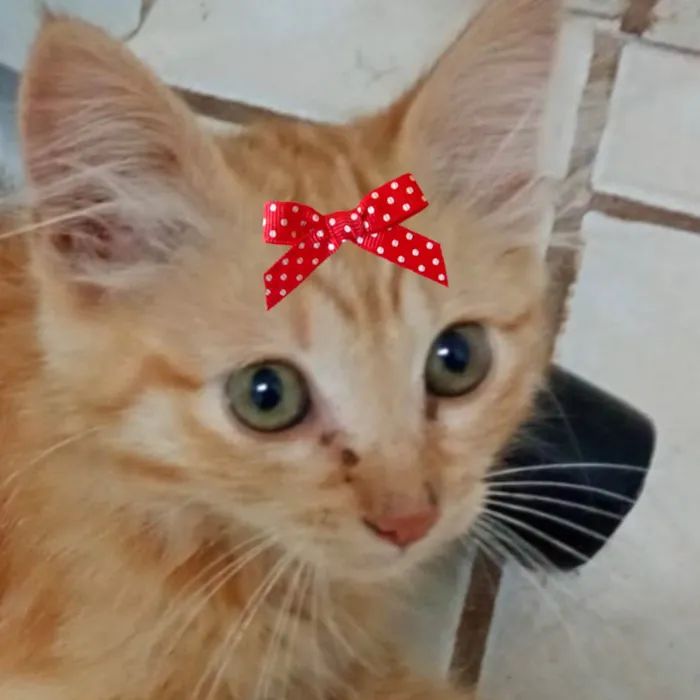 Gato ra a SRD-ViraLata idade 2 a 6 meses nome Julia 